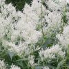 Persicaria Polymorpha